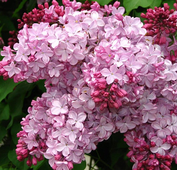 Сирень гиацинтоцветная 'Эстер Стейли' (лиловая)