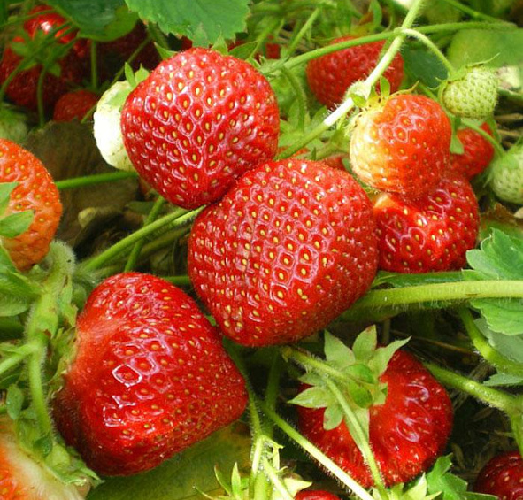 Земляника садовая (клубника) Царскосельская