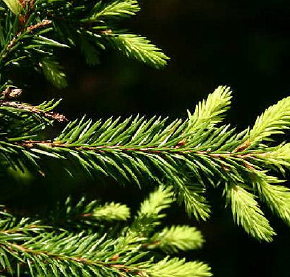 Ель обыкновенная (европейская)