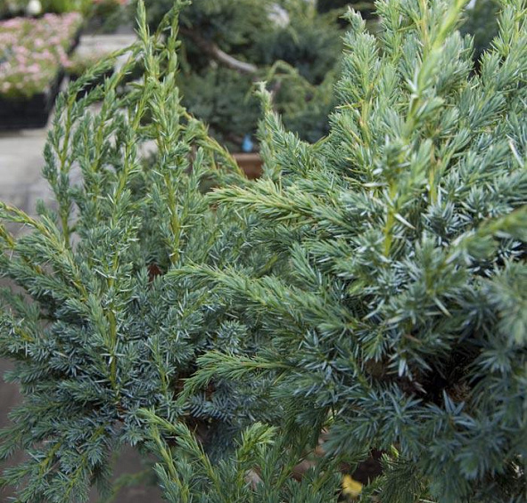 Можжевельник чешуйчатый 'Мейери' бонсай