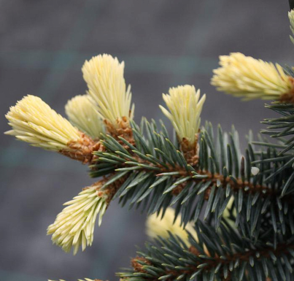 Ель колючая 'Биалобок'