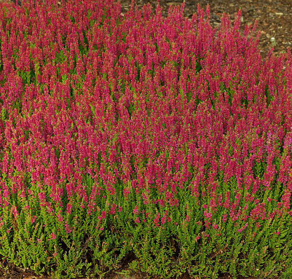 Вереск обыкновенный 'Дарк Бьюти' (вишневый)