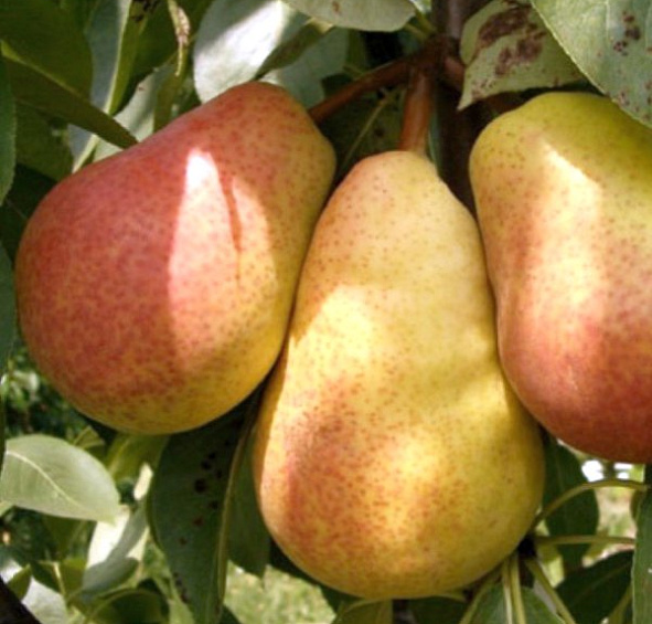 Груша 'Детская'