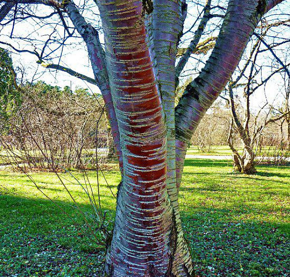 Черемуха Маака