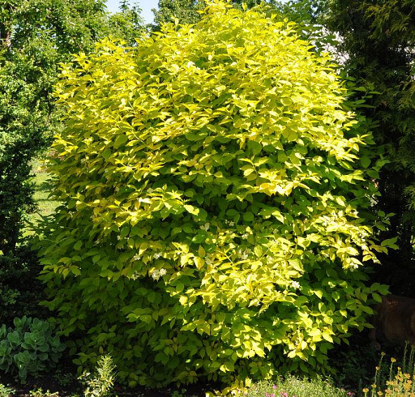 Чубушник венечный 'Ауреус'