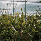 День работника торговли 2016 - садовый центр Южный
 День работника торговли 2016