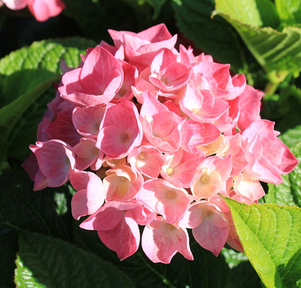 Гортензия крупнолистная 'Дива Фиоре' 