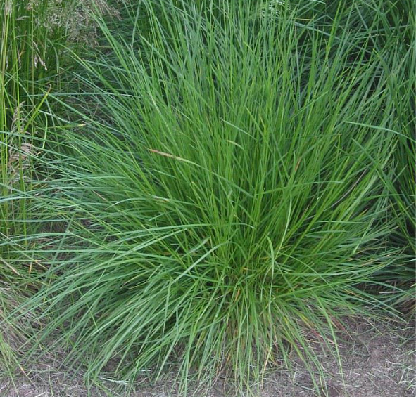 Луговик дернистый (щучка)