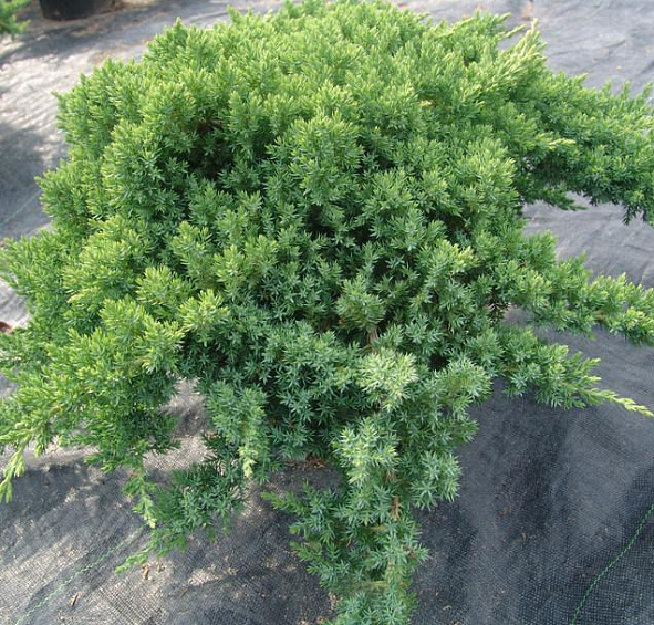 Можжевельник лежачий 'Нана'