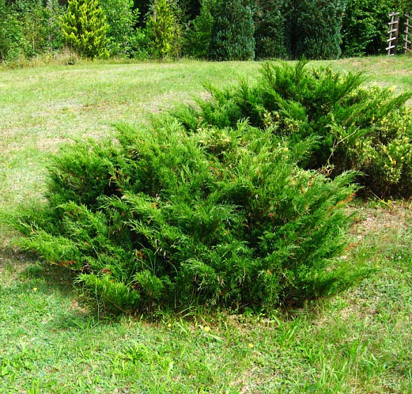 Можжевельник казацкий