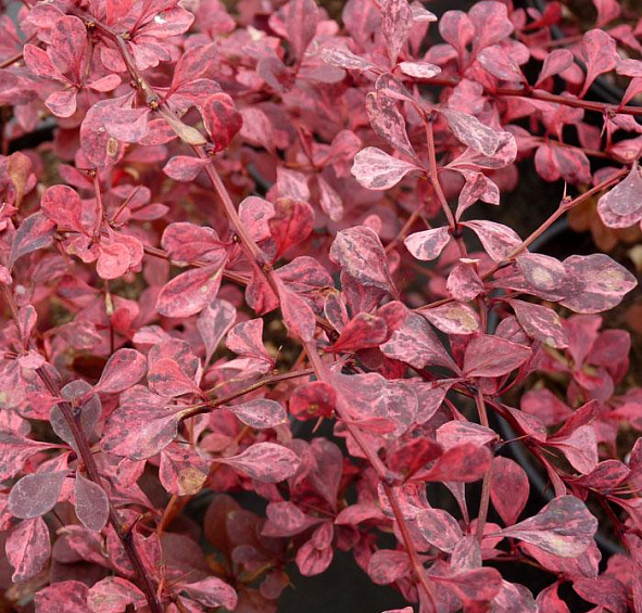 Барбарис Тунберга 'Пинк Куин'