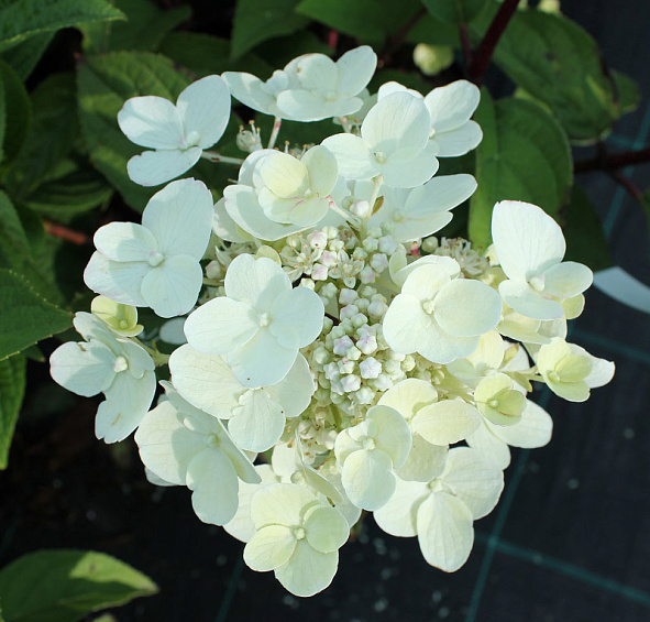 Гортензия метельчатая 'Вимс Ред'