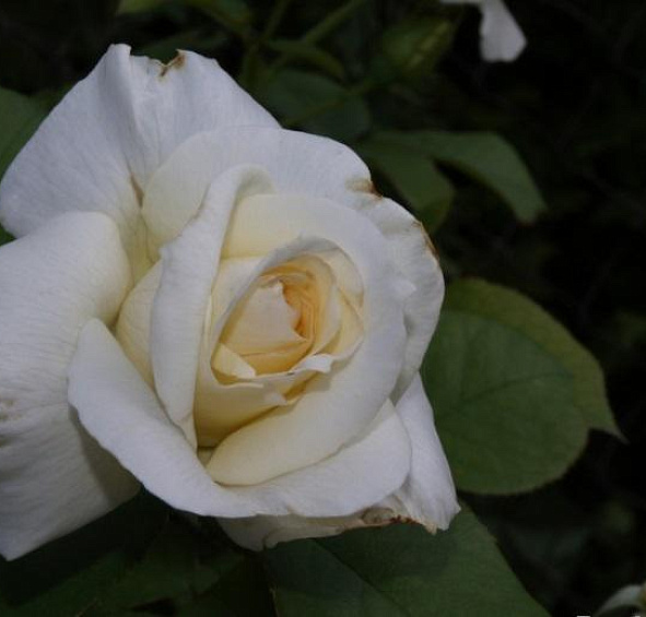 Роза 'Шнеевальцер' (плетистая) (белая)