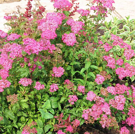 Спирея японская 'Криспа'