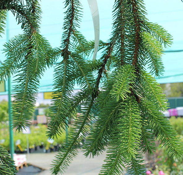 Ель обыкновенная 'Инверса'