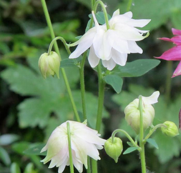 Аквилегия обыкновенная Лайм Сорбет