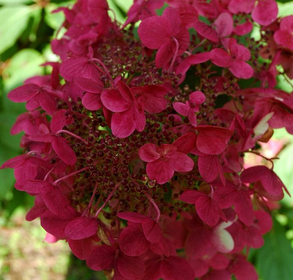 Гортензия метельчатая 'Вимс Ред'