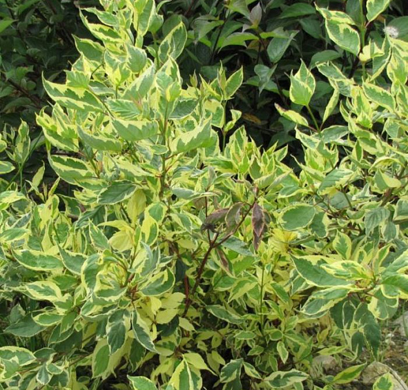 Дерен белый 'Крим Крекер'