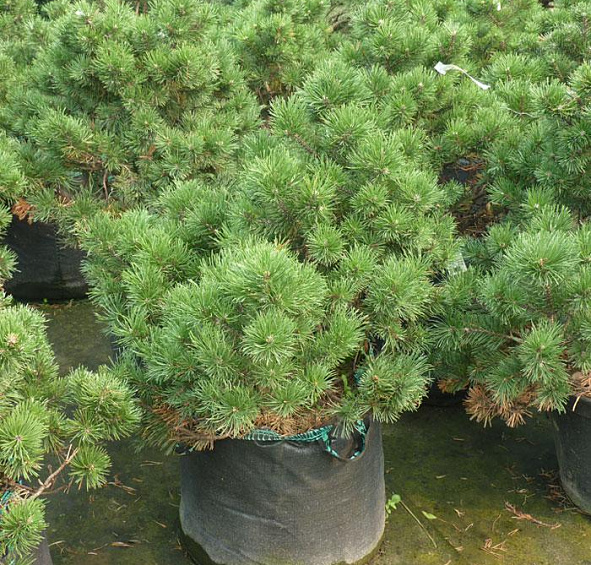 Сосна горная 'Гном'