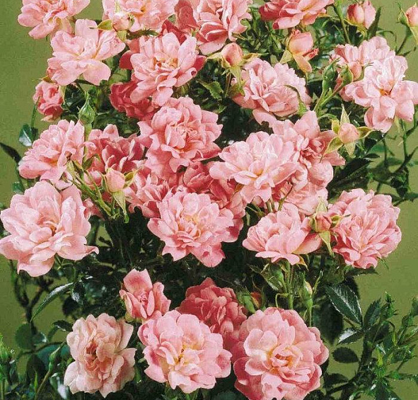 Роза Изи Кавер (Easy Cover)