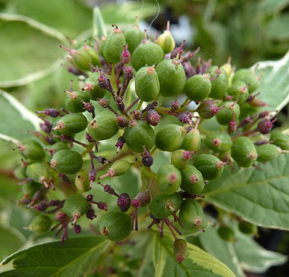 Дерен белый 'Аргентеомаргината'