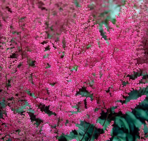 Астильба японская 'Элизабет ван Вин' (пурпурно - фиолетовая)