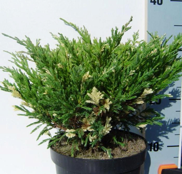 Можжевельник горизонтальный 'Андорра Вариегата'