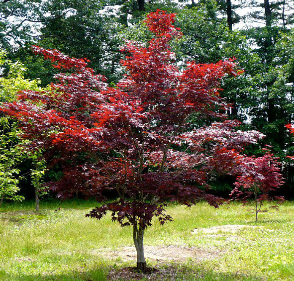 Клен веерный 'Блудгуд'