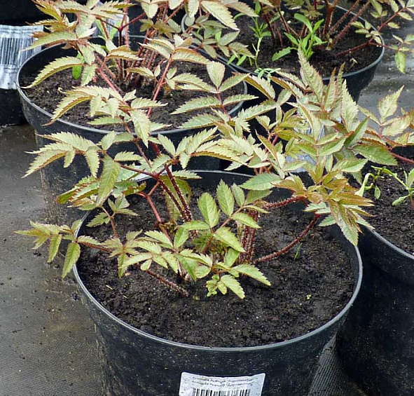 Астильба арендса Аугустлейхтен