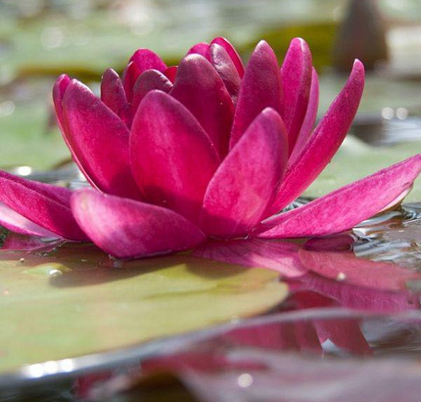 Кувшинка 'Бургунди Принцесс'