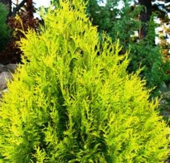 Туя западная 'Санкист'