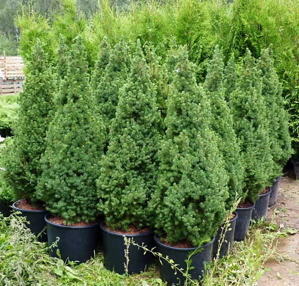 Ель сизая 'Коника'