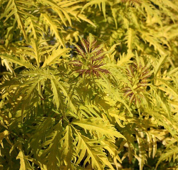 Бузина красная 'Сазерленд Голд'