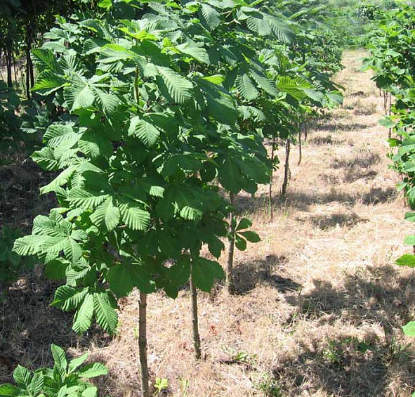 Каштан конский 'Баумани'