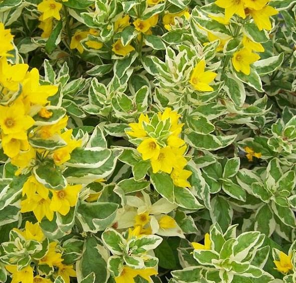 Вербейник точечный Александр (Alexander)