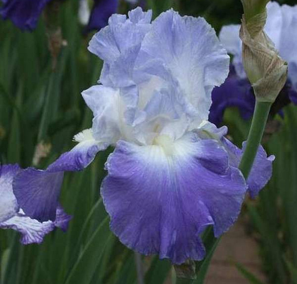 Ирис германский (бородатый) 'Кларенс'