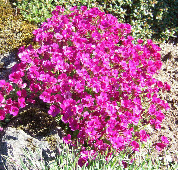 Аубриета гибридная Ред Карпет