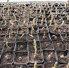 Фотоальбом Апрель в садовом центре (2012 г) Крокусы - высаженные луковицы