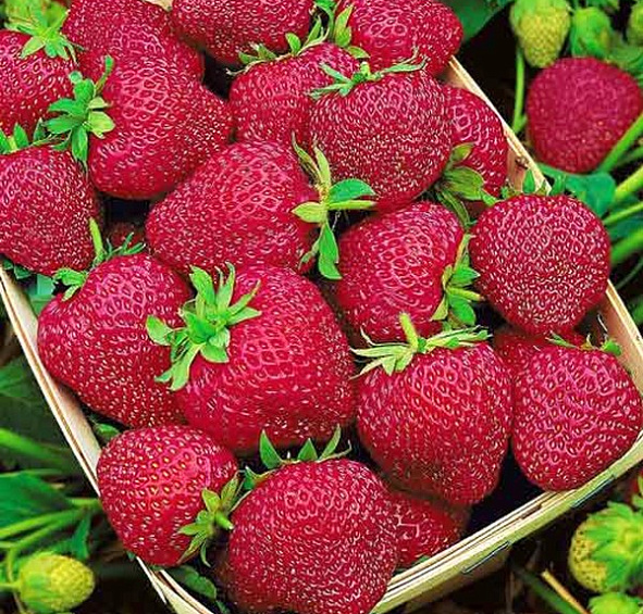 Земляника (клубника) 'Черри Берри'