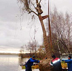 Фотоальбом Посадка крупномеров на берегу Клязьминского водохранилища с баржи. Ива желтокорая. Фотография 11
