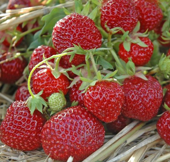 Земляника (клубника) 'Зенга Зенгана'