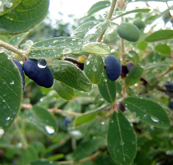 Жимолость съедобная 'Лазурная'