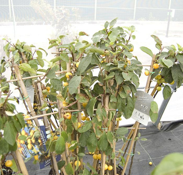 Яблоня декоративная 'Голден Хорнет'