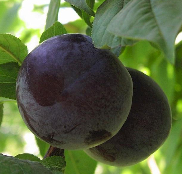 Слива 'Евразия 21'