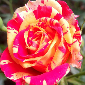 Роза 'Файер Флэш' (спрей) 