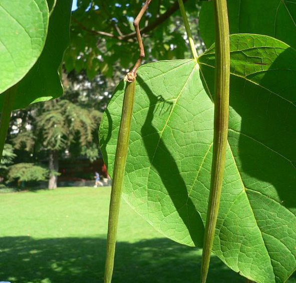 Катальпа бигнониевидная