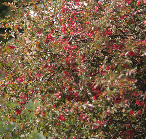 Айва японская 'Сарженти'