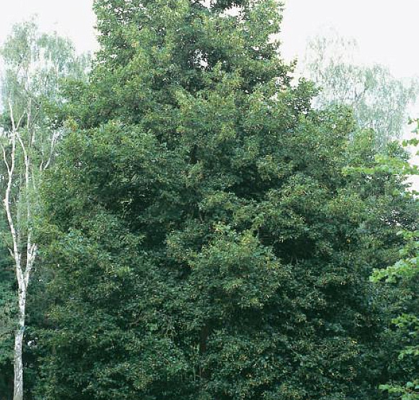 Липа европейская 'Эухлора'