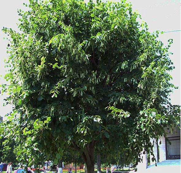 Липа крупнолистная