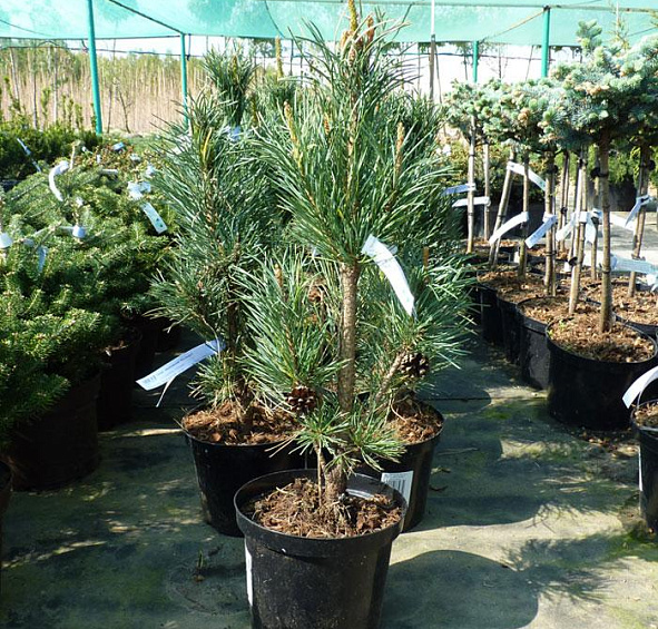 Сосна обыкновенная 'Фастигиата'